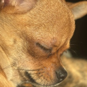 avatar la pichulaa táctica