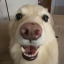 anu_