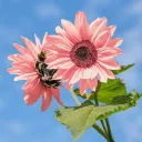 sparklysunflower