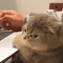 avatar ✝️NV✝️