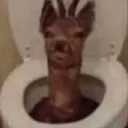 coolleoduds