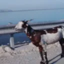 cheese_909