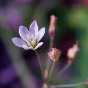 pippoteru