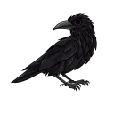 apexcorvid