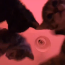 avatar 𝕮𝖆𝖑𝖎𝖇𝖊𝖗