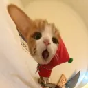 chakezo