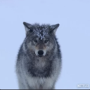 avatar Wolf