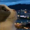 elder_cat