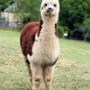 llamalord11