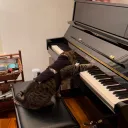 greedy_kat