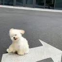 popopochiii