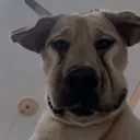 doggy3606