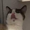wakkamann