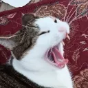 hyirax