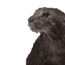 zagbtw