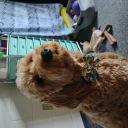 iceman131487407's Avatar