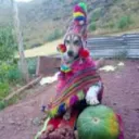 el_basado1234