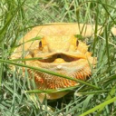 weasellden#0