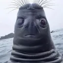 asereaerae