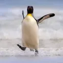 ceelosftw