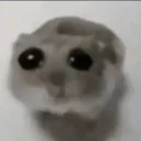 sussy_cat211200 avatar