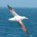 adrienpajot