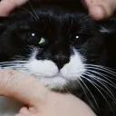 tapufps