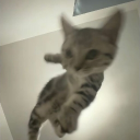 avatar 𝖘𝖍𝖞 𝖐𝖎𝖙𝖙𝖞