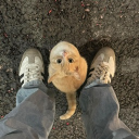 arvinmeow