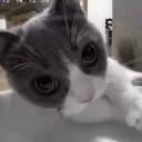 ice__kitty