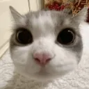 rabbit7338 avatar