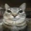 www.gatos.com
