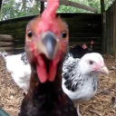 mattnnoah#4014's avatar