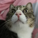 lllllyj8278