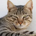 rcat_12