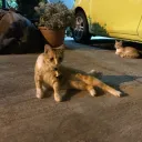 rcat_12
