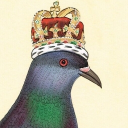 Monarch Pigeon