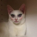 avatar ❄B͓̽o͓̽w͓̽i͓̽e͓̽❄