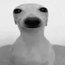davipussy