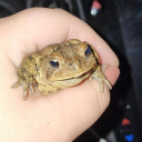 studentdazed's Avatar