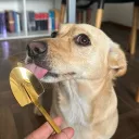 serenavandernuggets