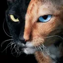 ace_meow_3000