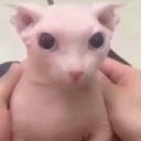 wiskyshykhwolf