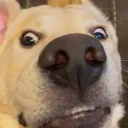 fizyu