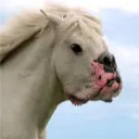 colbysampson