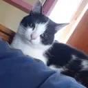 madcat5496