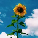 sunflower7150