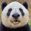 jesuisunpanda_