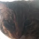 kittygamer15143272