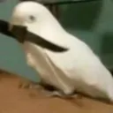 darkcheetah2000 avatar